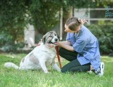 Large breed rescue