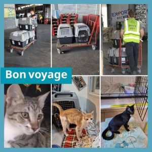 kitten rescue