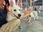 dog rescue