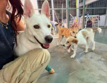 dog rescue
